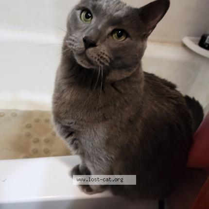 Photo 1/1 Percy Chat perdu à Chicago ridge