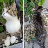 Photo de chat perdu à Montreuil