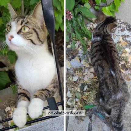 Photo 1/1 Chat retrouvé Perdu à Montreuil