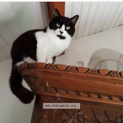 Photo 1/1 Nez Noir Chat perdu à La teste de buch