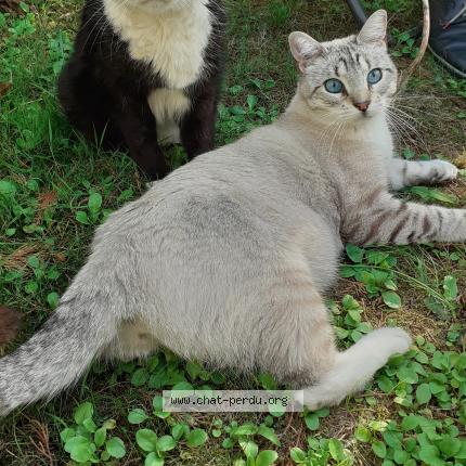 Photo de chat perdu à Saint Maur