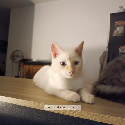 Photo 1/1 Chat retrouvé Perdu à Saint Cyr Sur Loire