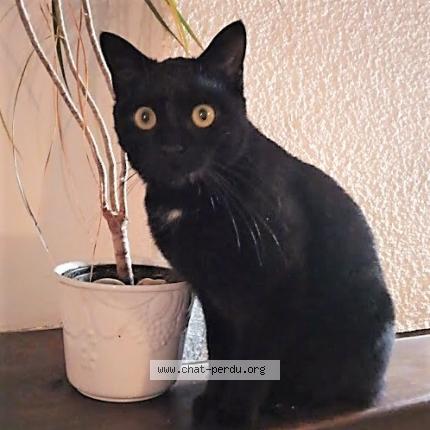 Photo 1/1 Ulla Chat perdu à Achiet le grand