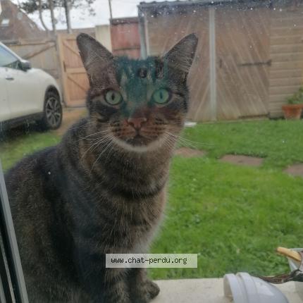 Photo 1/1 Chat retrouvé Trouvé à Ouistreham