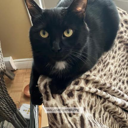 Photo 1/1 Rosalie Chat perdu à Pointe aux trembles coin 40e