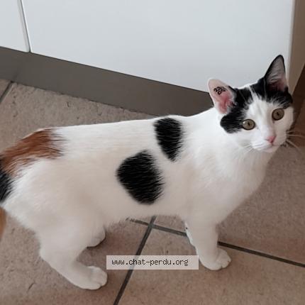 Photo 1/1 Chat retrouvé Perdu à Sain Marcellin En Forez