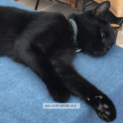 Photo 1/2 FUTUNA Chat perdu à Marseille