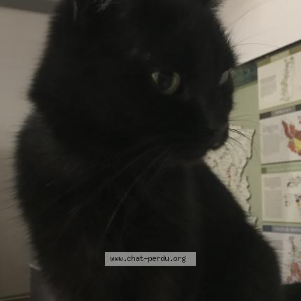 Photo 2/2 FUTUNA Chat perdu à Marseille