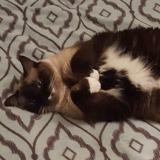 Photo de chat perdu à Beurey Sur Saulx