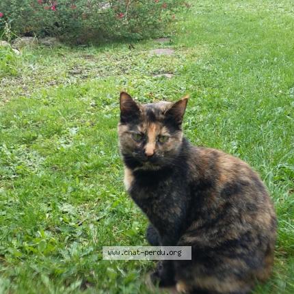Photo 1/1 Chat retrouvé Perdu à Deuil La Barre
