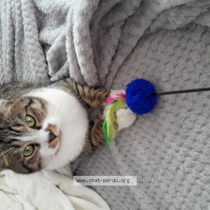 Photo de chat perdu à Lieudieu