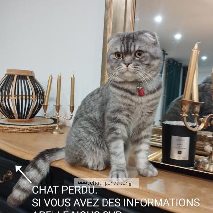 Photo 1/1 Chat retrouvé Perdu à Ballancourt sur essonne