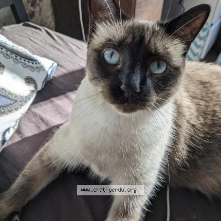Photo 1/1 Chat retrouvé Perdu à Toulouse