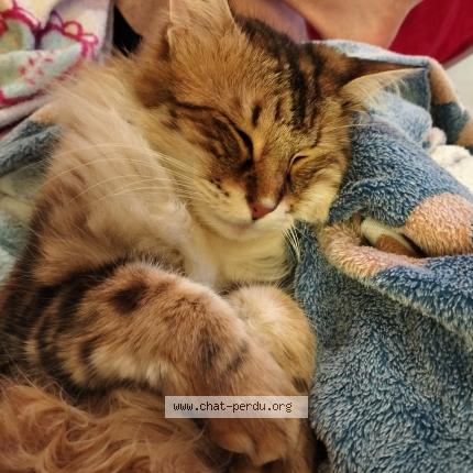 Photo 1/1 Chat retrouvé Perdu à Le Puy En Velay
