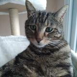 Photo de chat perdu à Le Mans