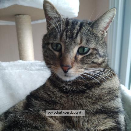 Photo 1/1 Chat retrouvé Perdu à Le mans