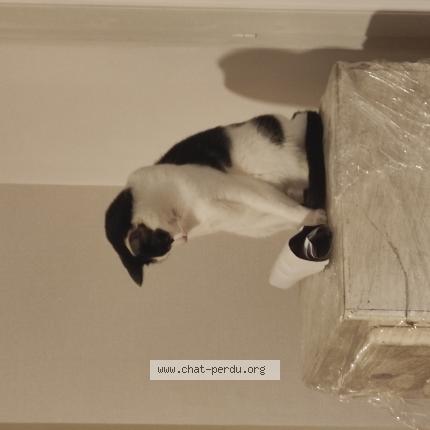 Photo 1/1 Chat retrouvé Perdu à Les Herbiers