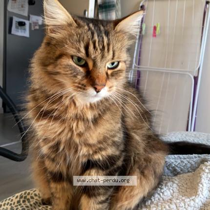 Photo 1/1 Chat retrouvé Perdu à Corbeil Essonne