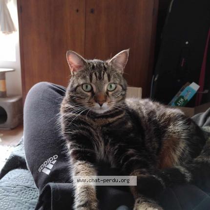 Photo de chat perdu à Us