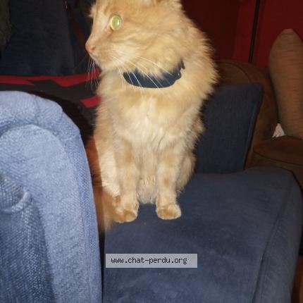 Photo 1/1 Chat retrouvé Trouvé à Tours
