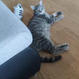 Photo de chat perdu à Lonay