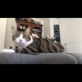 Photo de chat perdu à Frans