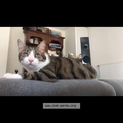 Photo 1/1 Chat retrouvé Perdu à Frans