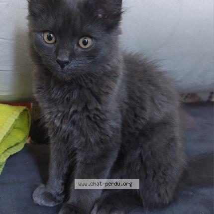 Photo 1/1 Chat retrouvé Perdu à Bruxelles