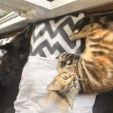 Photo de chat perdu à Crissier