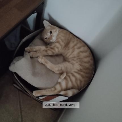 Photo de chat perdu à Toulouse