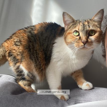 Photo 1/1 Chat retrouvé Perdu à Angers