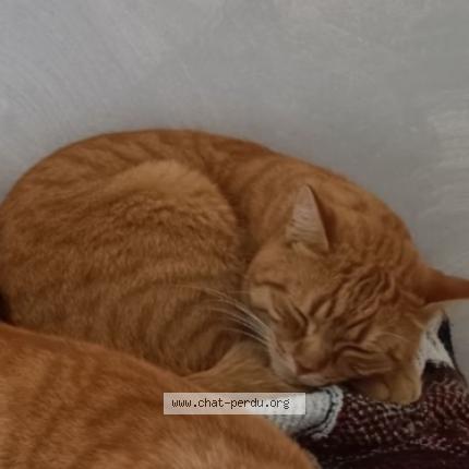 Photo 1/1 Léon Chat perdu à Montauban