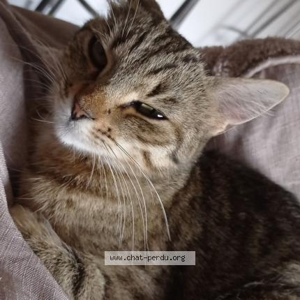 Photo 1/1 Nala Chat perdu à Boucoiran