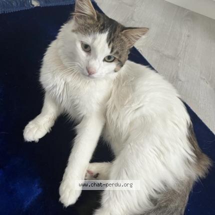 Photo de chat perdu à Tours