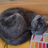 Photo de chat perdu à Moudon