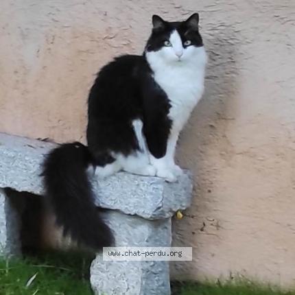 Photo 1/1 Chat retrouvé Perdu à Septemes Les Vallons