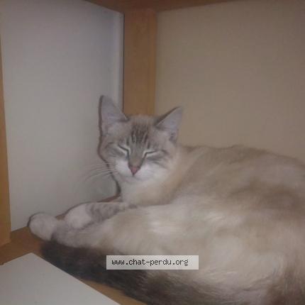 Photo 1/1 CHARLY Chat perdu à Villepreux