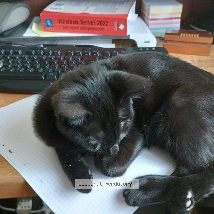 Photo de chat perdu à Conteville