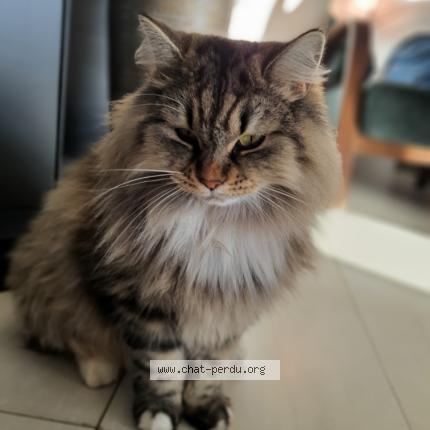 Photo de chat perdu à Juvignac