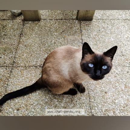 Photo 1/1 Mocca Chat perdu à Hericy