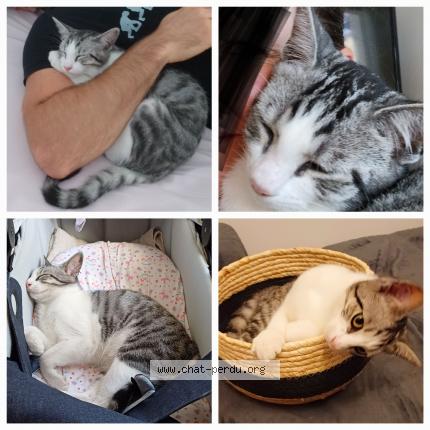 Photo de chat perdu à Ramonville