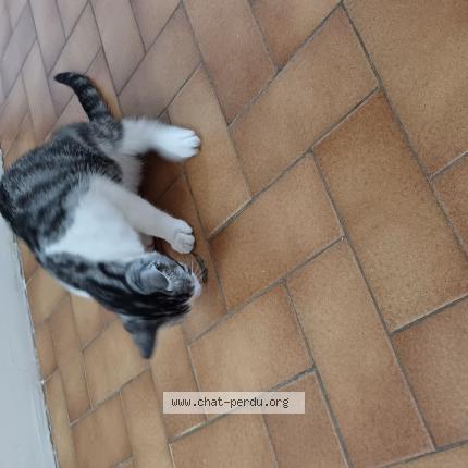 Photo 4/4 Chat retrouvé Perdu à Ramonville