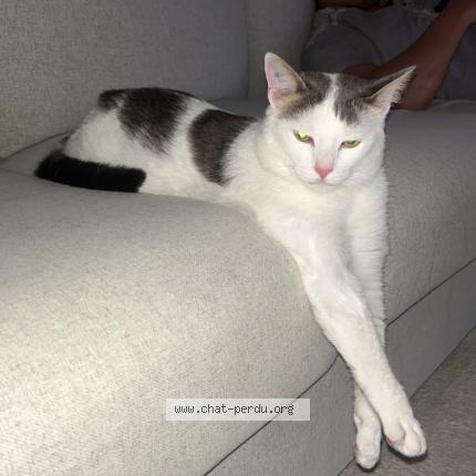 Photo 1/1 Chat retrouvé Perdu à Louvres