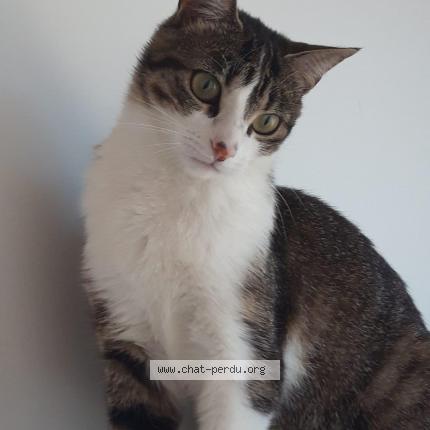 Photo de chat perdu à Florensac