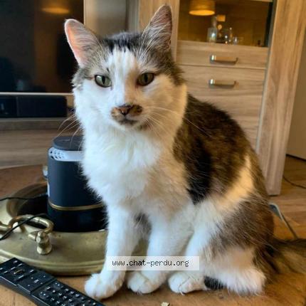 Photo de chat perdu à Launaguet