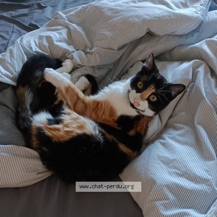 Photo de chat perdu à Pechbusque