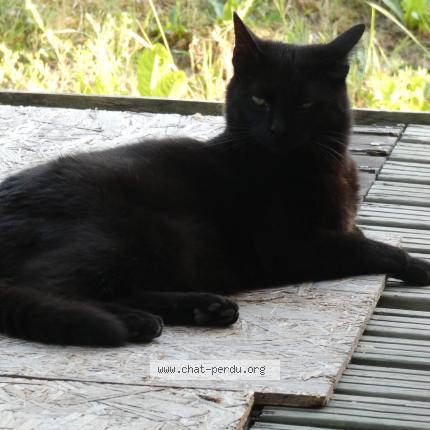 Photo 1/1 Chat retrouvé Perdu à Le Cordonnet