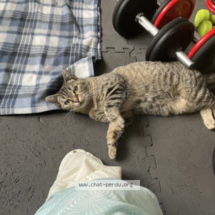Photo 1/1 Chat retrouvé Perdu à Carquefou