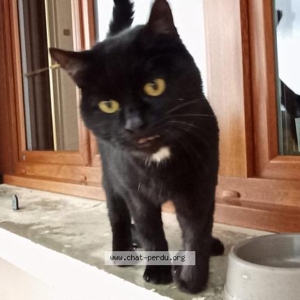 Photo 1/1 Chat retrouvé Trouvé à Saint Joire
