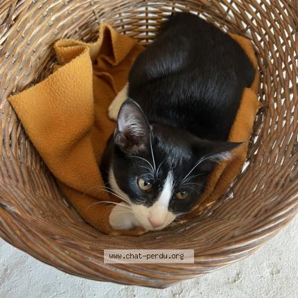 Photo 1/1 Chat retrouvé Perdu à Auriol